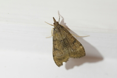 Uresiphita maorialis