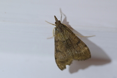 Uresiphita maorialis