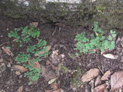 Adiantum andicola