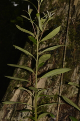 Tristaniopsis