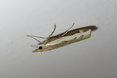 Orocrambus flexuosellus