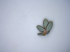 Acrothamnus colensoi