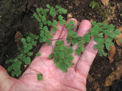 Adiantum andicola