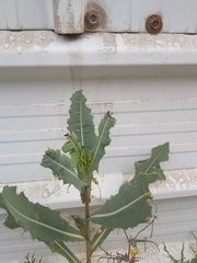 Lactuca serriola