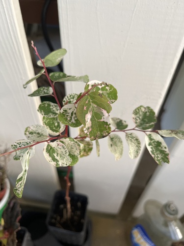 Breynia disticha observed 2026-03-05