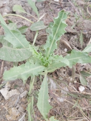 Lactuca serriola