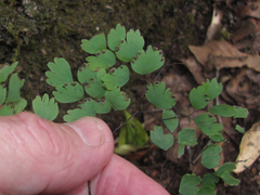 Adiantum andicola