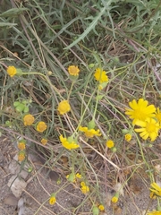 Senecio glaucus