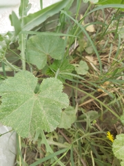 Malva parviflora