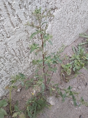 Chenopodiastrum murale