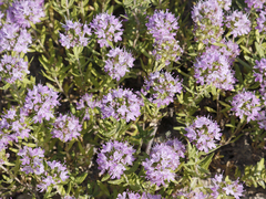 Thymus kirgisorum