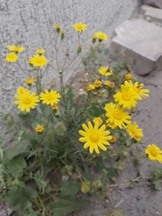 Senecio glaucus