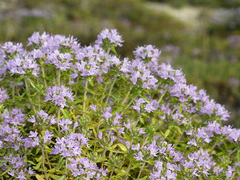 Thymus kirgisorum