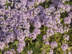 Thymus kirgisorum