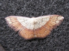 Pylargosceles steganioides