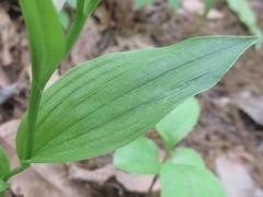Cephalanthera erecta