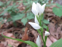 Cephalanthera erecta