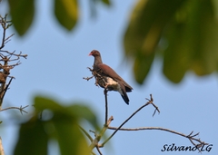 Patagioenas speciosa