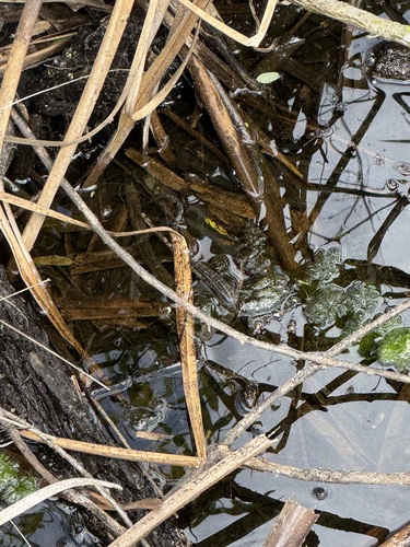 Saltmarsh Snake