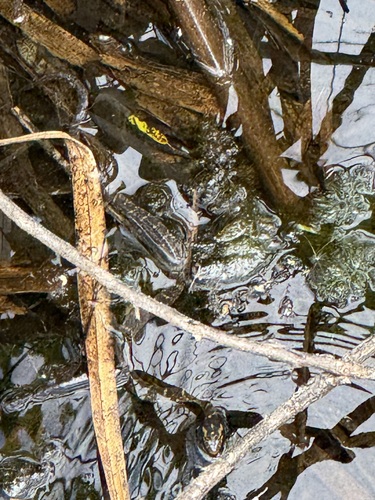 Saltmarsh Snake