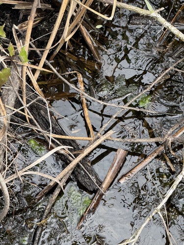 Saltmarsh Snake