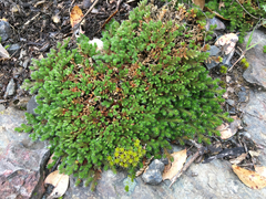 Selaginella hansenii