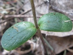 Glycine max soja