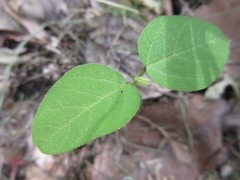 Glycine max soja