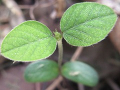 Glycine max soja