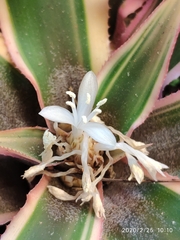 Cryptanthus acaulis