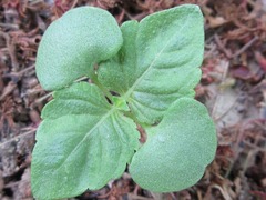 Perilla frutescens