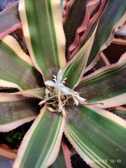 Cryptanthus acaulis