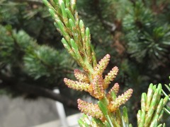 Pinus parviflora
