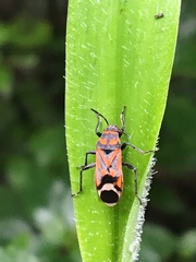 Graptostethus septus