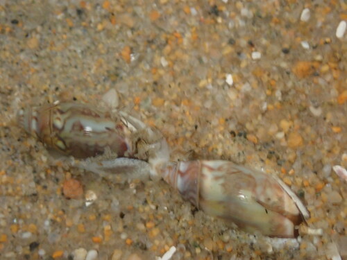 Olivella baetica, 2026-02-27