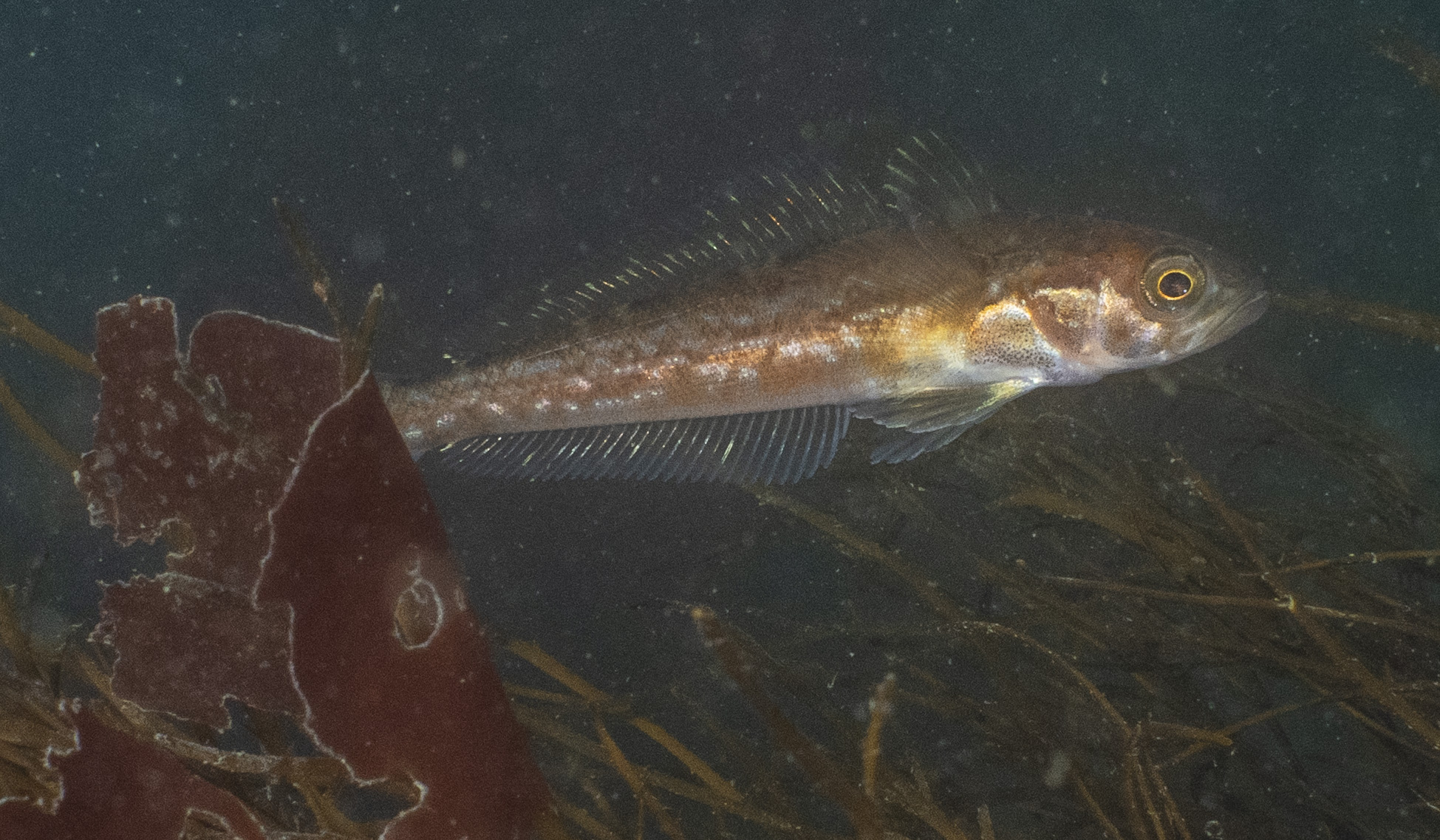 Dusky Rockcod photo 2