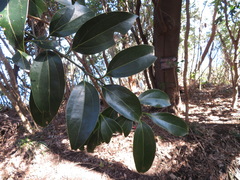 Cinnamomum yabunikkei