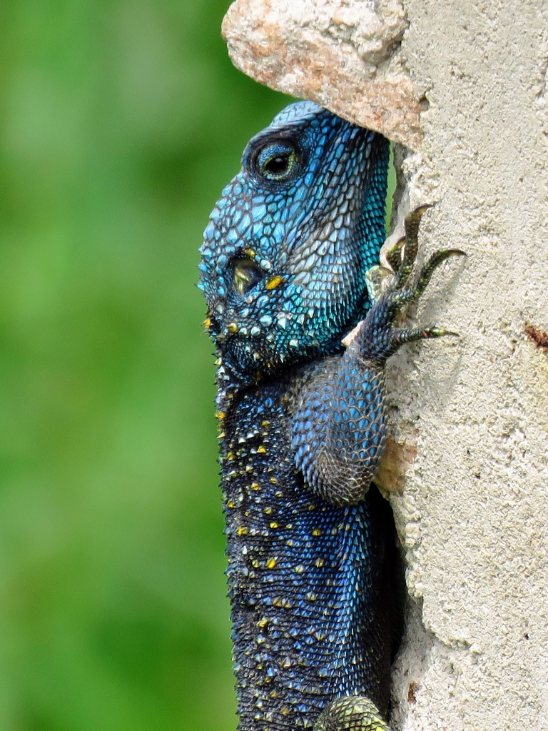 Uganda Blue-headed Tree Agama