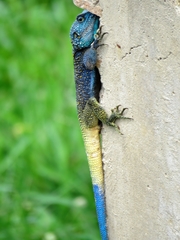 Acanthocercus ugandaensis