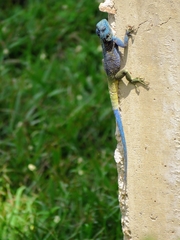 Acanthocercus ugandaensis