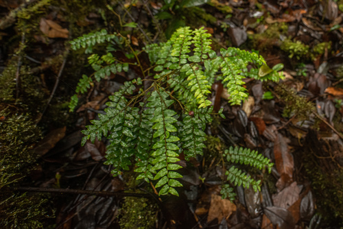 Embelia parviflora