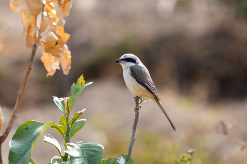 Brown Shrike
