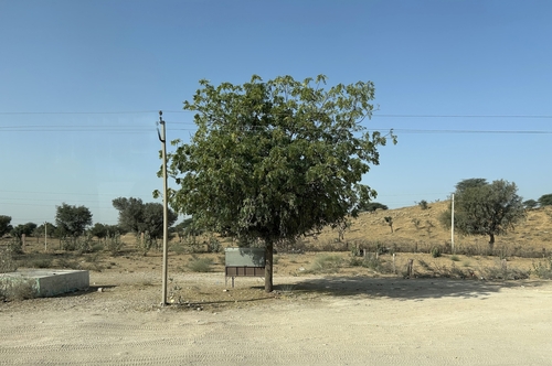 Neem