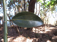Cinnamomum yabunikkei