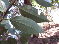 Cinnamomum yabunikkei
