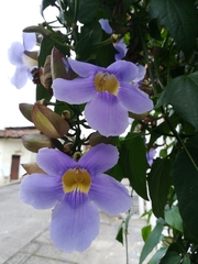 Thunbergia