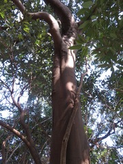 Cinnamomum yabunikkei