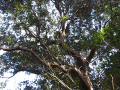 Cinnamomum yabunikkei