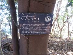 Cinnamomum yabunikkei
