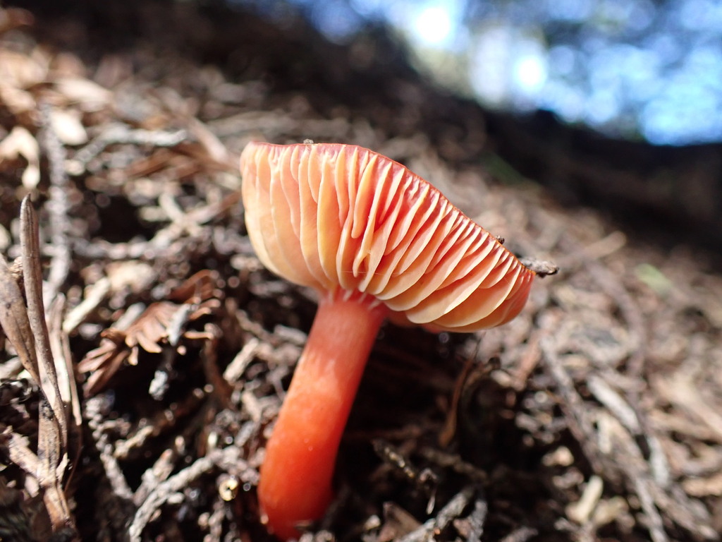 Hygrocybe coccinea · March 2026 · photo: © chilipossum (iNaturalist, cc-by)